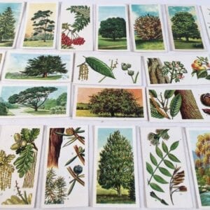 Brooke Bond Tea Cards "Trees Of Britain" Collector Trading Cards of 39 Vintage Set Framable