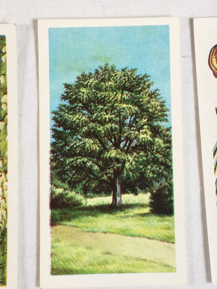 TREES IN BRITAIN Leaves Trade Card Set Brooke Bond Tea Tree Flowers 