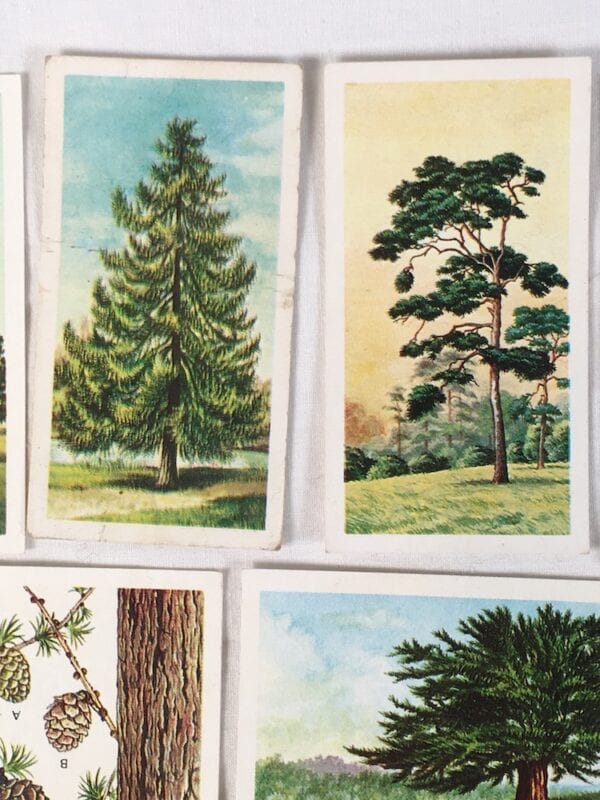 C1953 Scots Pine #3 Trees In Britain 1966 Brooke Bond Tea Card 