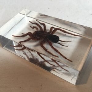 Creepy Brown Spider Preserved in Acrylic - Please Buy My Spider It Scares Me - And It's Cheap!